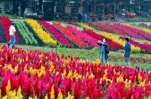 花のじゅうたん鮮やか 那須フラワーワールドでケイトウ見頃 動画 動画 地域の話題 県内主要 速報 下野新聞 Soon ニュース 下野新聞 Soon スーン