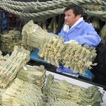 全国各地の正月飾る　しめ縄出荷が最盛期…