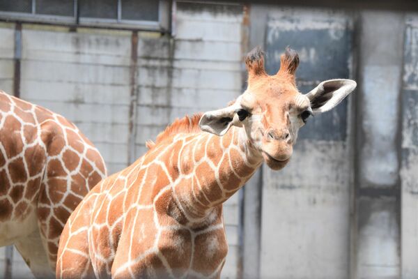 雄キリン命名式 300件の応募から決定 宇都宮動物園 地域の話題 社会 下野新聞 Soon ニュース 下野新聞 Soon スーン