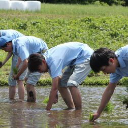 “宮沢賢治の米”復活へ　田植えから日本酒造りまで　鹿沼南高3年生が地元酒蔵と取り組む　