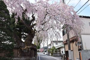 日光社寺の門前町で桜見頃に 花見イベントの桜回遊も実施 地域の話題 県内主要 下野新聞 Soon ニュース とちぎさくら前線 下野新聞 Soon スーン