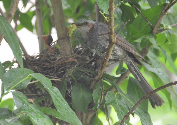 民家の庭で ヒヨドリすくすく 茂木の羽石さん方 下野新聞 Soon ニュース 下野新聞 Soon スーン 民家の庭で ヒヨドリすくすく 茂木の羽石さん方 下野新聞 Soon ニュース 下野新聞 Soon スーン