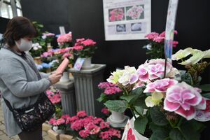 栃木県開発 新品種のアジサイも とちぎ花センターで企画展 地域の話題 県内主要 下野新聞 Soon ニュース 下野新聞 Soon スーン