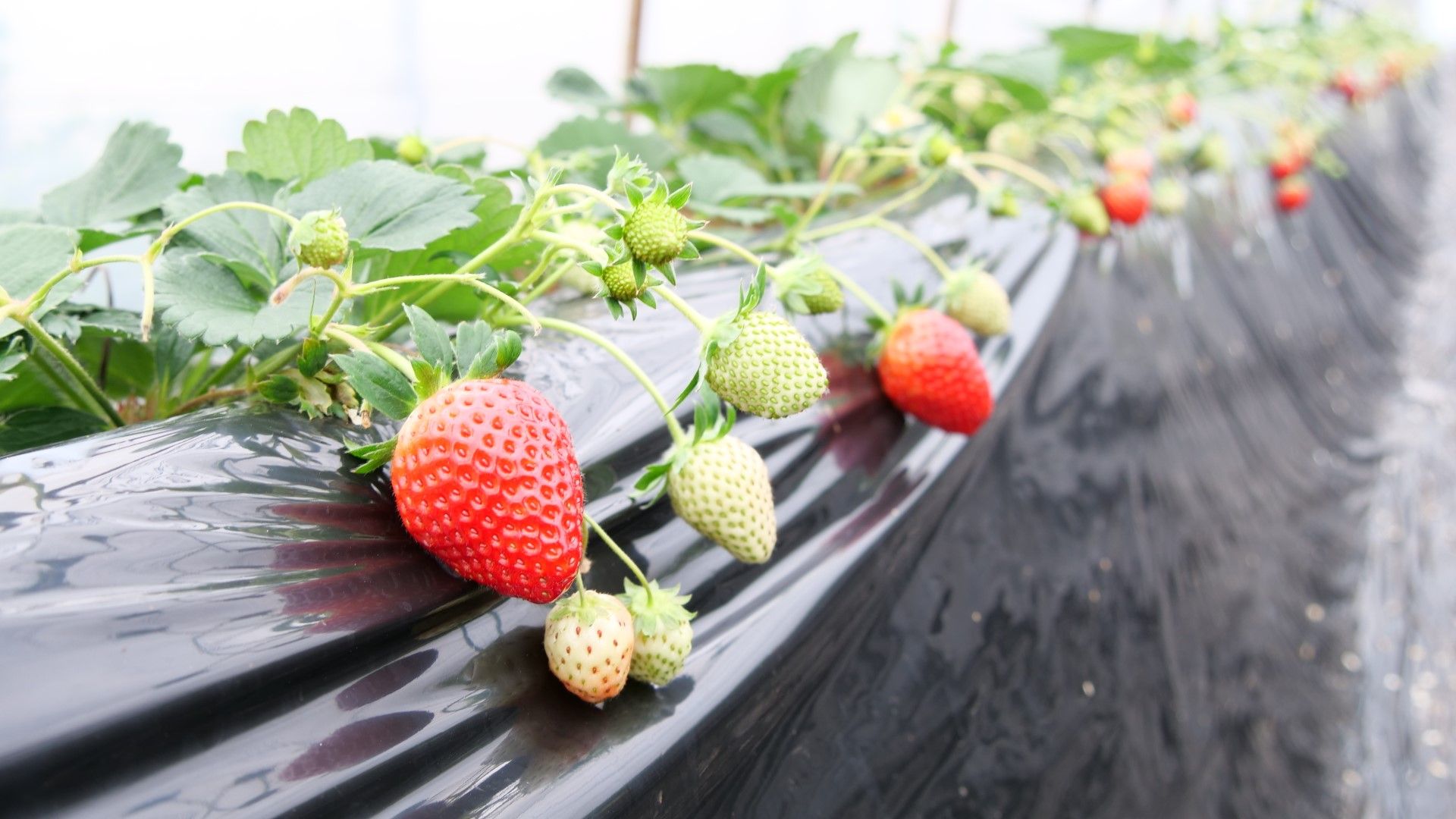 スーさん農園 井頭観光いちご園内 いちごのまち 栃木県真岡市のいちご狩り いちごスイーツ情報 下野新聞 Soon スーン