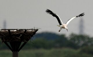 コウノトリのひな ゆう 巣立つ 小山 渡良瀬遊水地 動画 地域の話題 動画 県内主要 下野新聞 Soon ニュース 下野新聞 Soon スーン