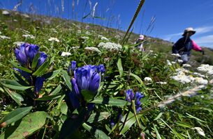 秋の訪れ告げる青紫 那須岳でリンドウ咲き始め 動画 地域の話題 動画 下野新聞 Soon ニュース 下野新聞 Soon スーン
