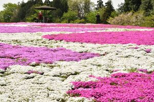 シバザクラ 色鮮やかに 野木の農村公園 地域の話題 県内主要 下野新聞 Soon ニュース 下野新聞 Soon スーン