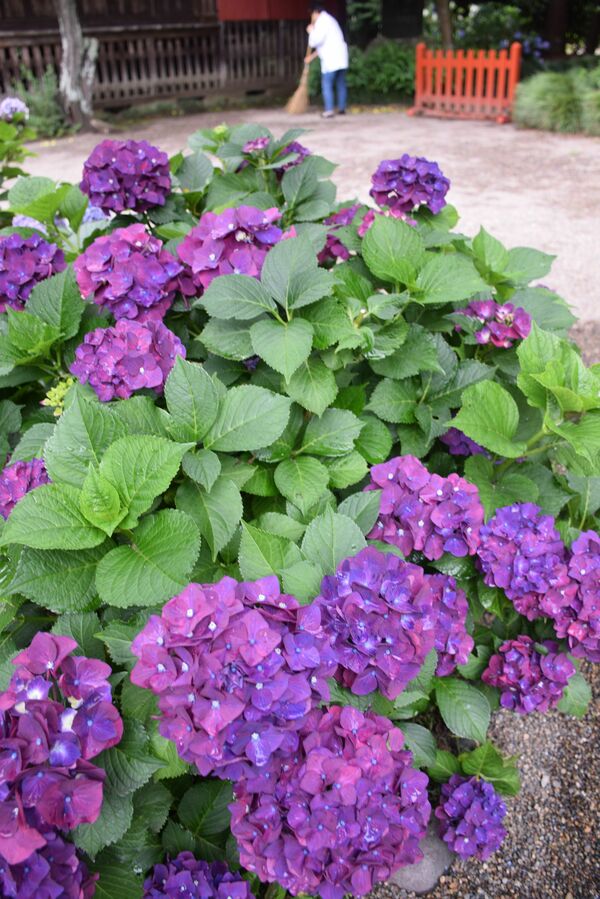 境内を彩る満開のアジサイ 芳賀 西水沼の天満宮 地域の話題 下野新聞 Soon ニュース 下野新聞 Soon スーン