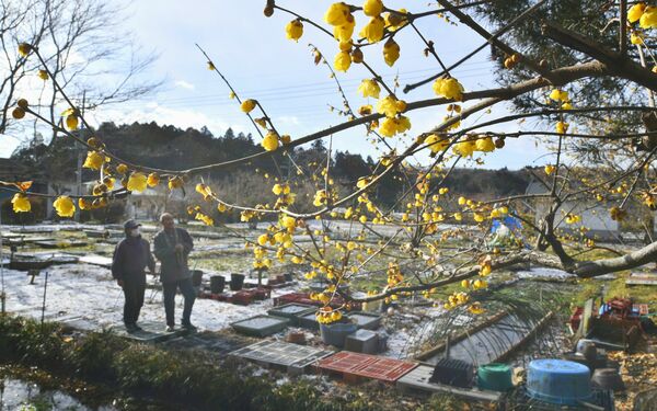 黄色のかれんな花 境内彩る さくらの東輪寺でロウバイ咲き始め 地域の話題 県内主要 下野新聞 Soon ニュース 下野新聞 Soon スーン