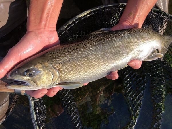 釣りの目玉に 名前を決めて 栃木県開発の 三倍体サクラマス 県内主要 経済 政治行政 下野新聞 Soon ニュース 下野新聞 Soon スーン