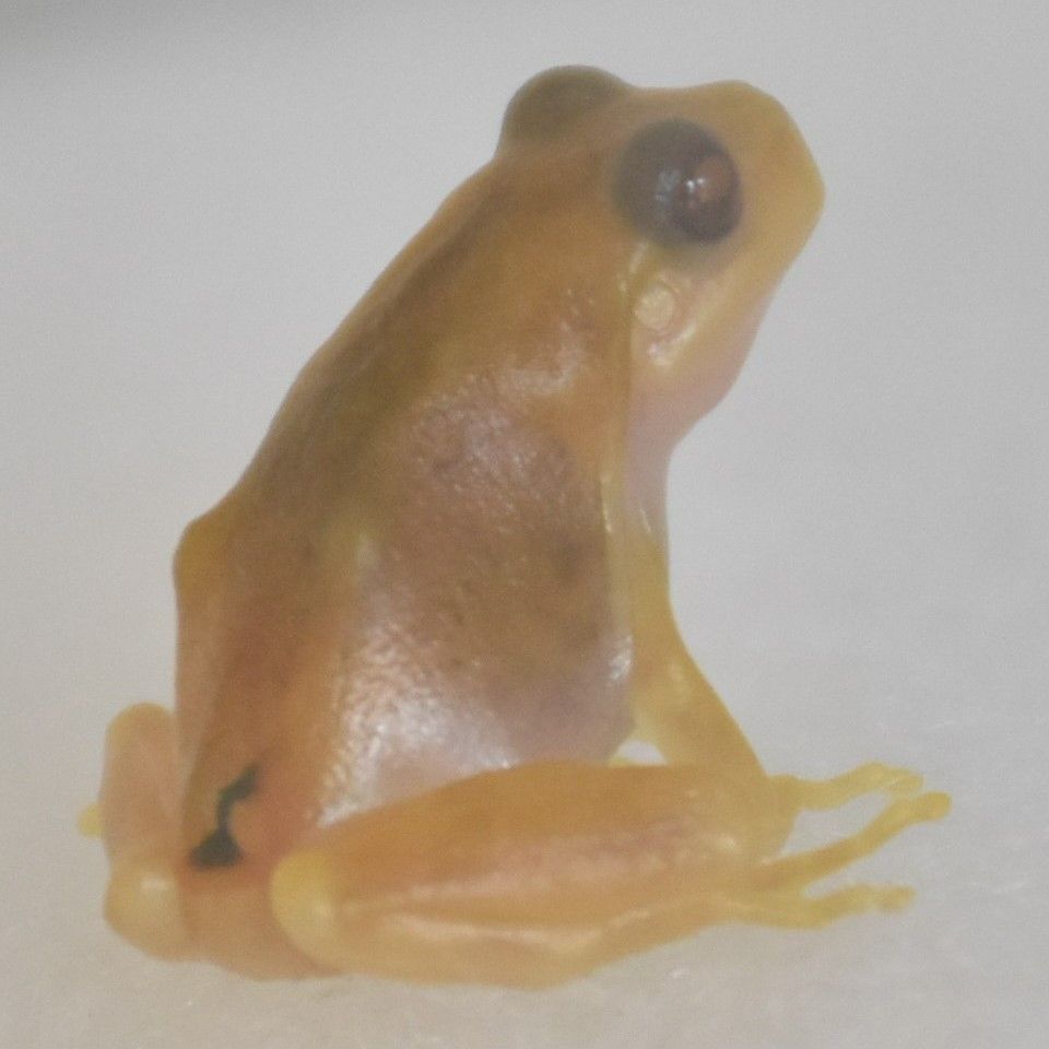 敵から逃げ切った 白っぽいカエル 那須野が原博物館で展示 地域の話題 県内主要 下野新聞 Soon ニュース 下野新聞 Soon スーン