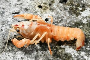 色違いレア 不思議なザリガニ発見 さくら 社会 地域の話題 下野新聞 Soon ニュース 下野新聞 Soon スーン