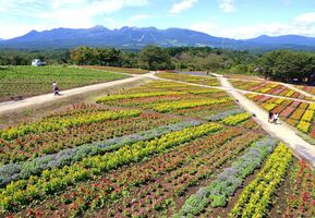 高原に花の地上絵 那須でケイトウ見頃 動画 地域の話題 動画 県内主要 下野新聞 Soon ニュース 下野新聞 Soon スーン