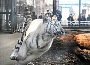 寅年たくましく 宇都宮動物園のホワイトタイガーぐんぐん成長 動画 社会 県内主要 地域の話題 動画 下野新聞 Soon ニュース 下野新聞 Soon スーン