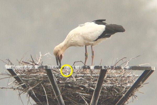 コウノトリひな動画公開 小山市 巣立ちは5月末以降か 動画 地域の話題 動画 県内主要 下野新聞 Soon ニュース 下野新聞 Soon スーン コウノトリひな動画公開 小山市 巣立ちは5月末以降か 動画 地域の話題 動画 県内主要 下野新聞 Soon ニュース 下野新聞 Soon スーン