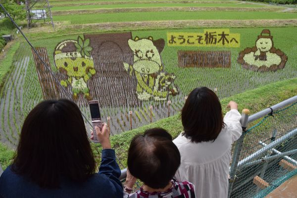那須野が原開拓 田んぼアートで描く 那須塩原 地域の話題 下野新聞 Soon ニュース 下野新聞 Soon スーン