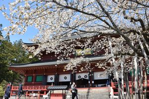 金剛桜満開で境内彩る 日光山輪王寺|地域の話題,県内主要|下野新聞