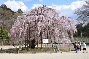 城山西小のシンボル「孝子桜」とその周りで遊ぶ児童