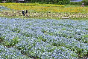 園内を彩る青いじゅうたん　那須フラワー…