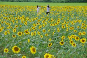 ヒマワリ５種類が見頃 益子の休耕田 地域の話題 県内主要 下野新聞 Soon ニュース 下野新聞 Soon スーン