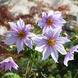 名木２世咲きそろう 佐野市出流原小の 日の出椿 住民ら移植 地域の話題 県内主要 下野新聞 Soon ニュース 下野新聞 Soon スーン