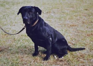 麻薬探知犬 ビッグ がつないだ縁 小山 元飼い主と 相棒 しのぶ 地域の話題 県内主要 下野新聞 Soon ニュース 下野新聞 Soon スーン