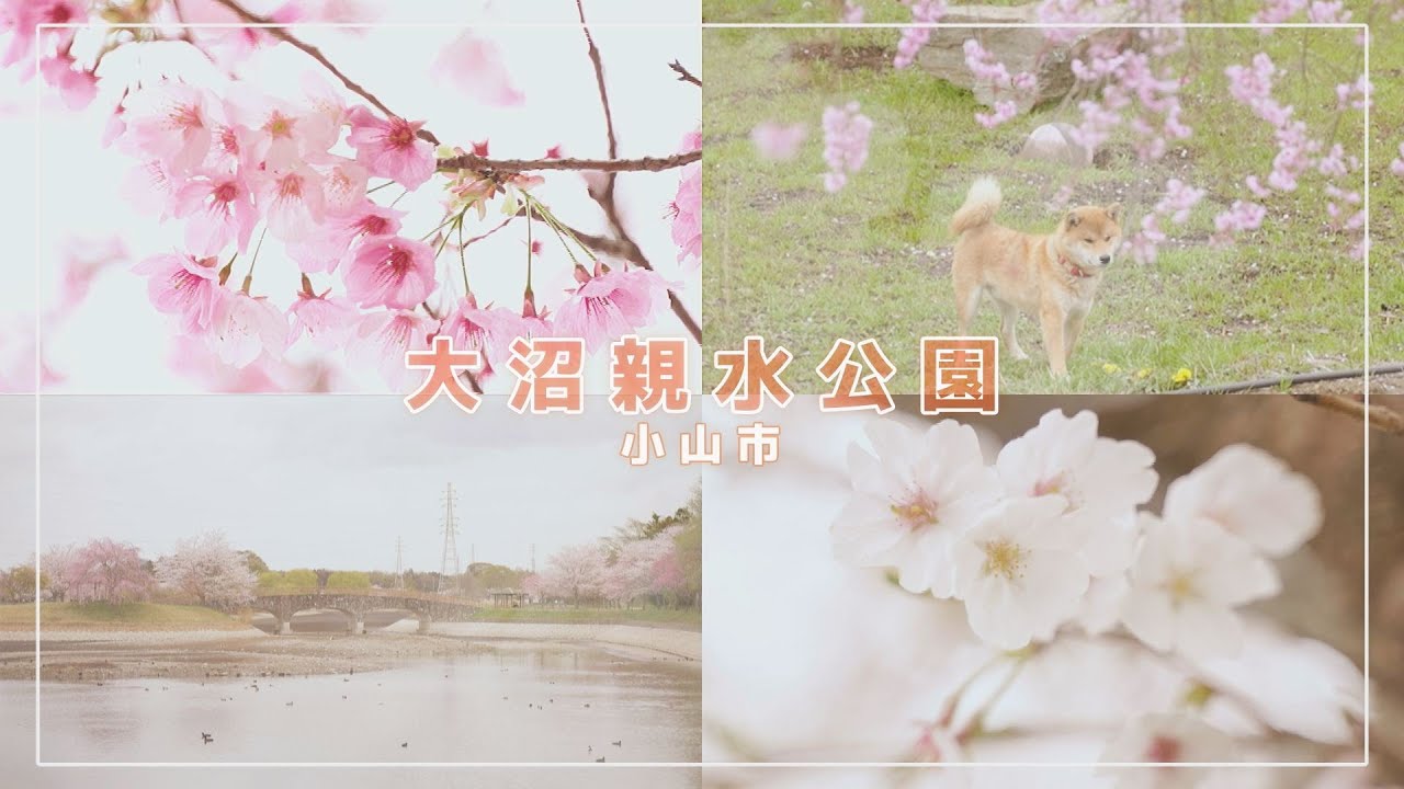 さくら2023】大沼親水公園の桜｜Movemate（ムーブメイト）｜下野新聞社