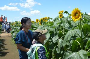 太陽待ってた ヒマワリ大輪 野木で恒例のフェス開幕 地域の話題 県内主要 下野新聞 Soon ニュース 下野新聞 Soon スーン