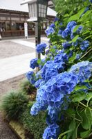 境内を彩る満開のアジサイ 芳賀 西水沼の天満宮 地域の話題 下野新聞 Soon ニュース 下野新聞 Soon スーン