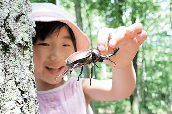 さぁ 夏休み 昆虫に夢中 Aspo特集 下野新聞 Soon スーン