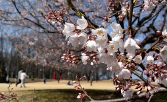 淡墨桜に春一気 天平の丘公園で見頃 下野 社会 県内主要 下野新聞 Soon ニュース とちぎさくら前線 下野新聞 Soon スーン