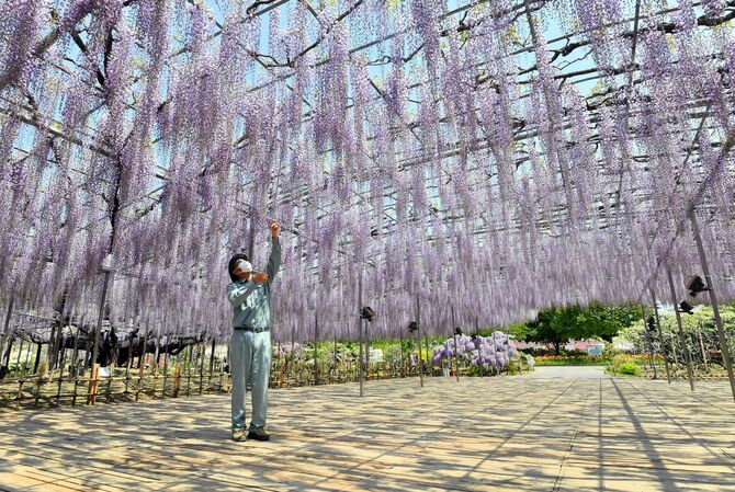 今までで五指に入る美しさ 名物の大フジが見頃 休園中のあしかが