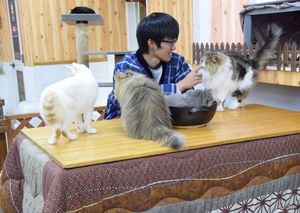 一緒に丸くなりましょう 那須どうぶつ王国で恒例 こたつネコ 県内主要 地域の話題 社会 下野新聞 Soon ニュース 下野新聞 Soon スーン 一緒に丸くなりましょう 那須どうぶつ王国で恒例 こたつネコ 県内主要 地域の話題 社会 下野新聞 Soon ニュース 下野新聞 Soon スーン