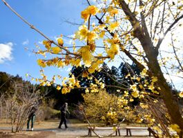 ロウバイ咲き始め 見頃は来週末 鹿沼 蝋梅の里 動画 社会 県内主要 動画 下野新聞 Soon ニュース 下野新聞 Soon スーン
