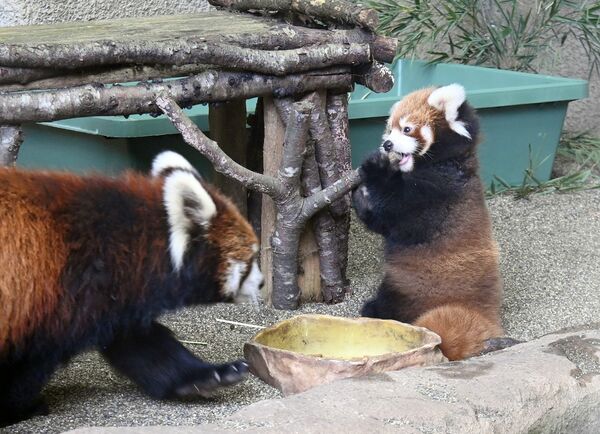 レッサーパンダ赤ちゃん公開へ 那須どうぶつ王国で８日から 動画 地域の話題 動画 県内主要 下野新聞 Soon ニュース 下野新聞 Soon スーン