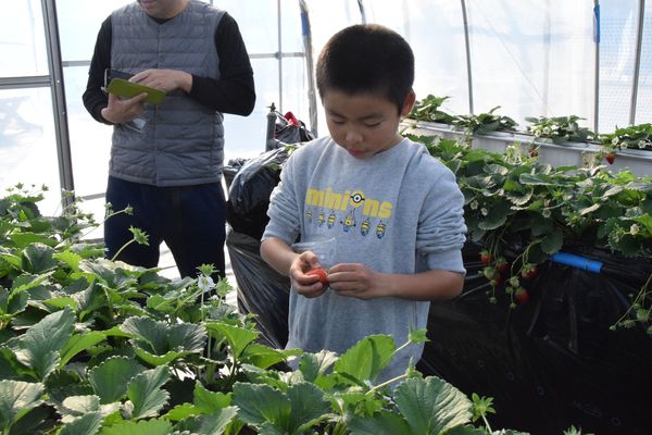 とちおとめ とちひめ 種類いろいろ 花木センターでイチゴ狩り始まる 鹿沼 県内主要 地域の話題 下野新聞 Soon ニュース 下野新聞 Soon スーン