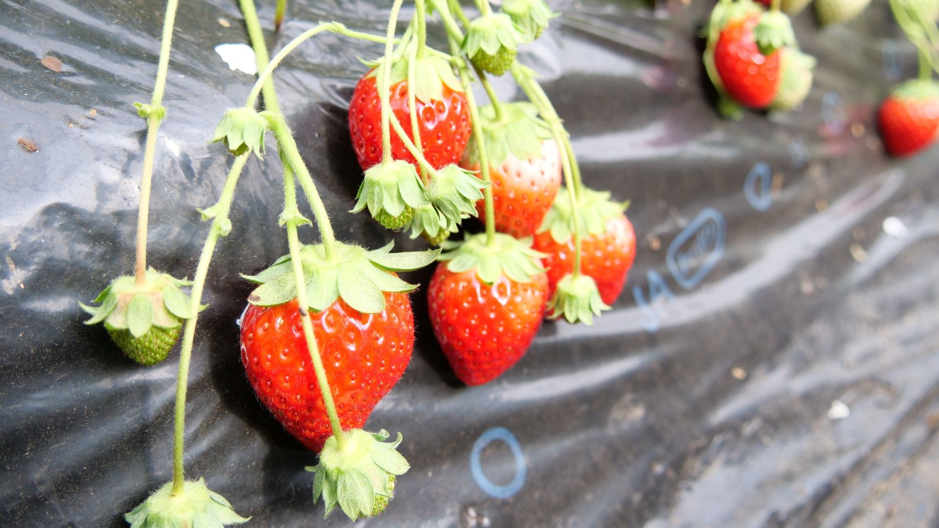 黒ちゃん園 井頭観光いちご園内 いちごのまち 栃木県真岡市のいちご狩り いちごスイーツ情報 下野新聞 Soon スーン