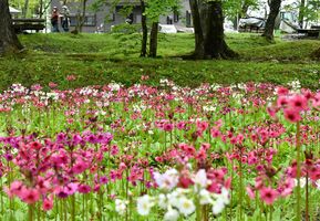 奥日光に初夏の訪れ 中禅寺湖西岸でクリンソウ見頃 動画 県内主要 地域の話題 動画 速報 下野新聞 Soon ニュース 下野新聞 Soon スーン 奥日光に初夏の訪れ 中禅寺湖西岸でクリンソウ見頃 動画 県内主要 地域の話題 動画 速報 下野新聞 Soon ニュース 下野新聞 Soon スーン