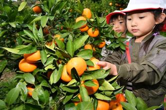 ４ 果樹 北限ミカン 地元に貢献 社会 第３部 農業 気候変貌 とちぎ 適応への模索 下野新聞 Soon スーン