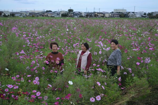 休耕地一面にコスモス 野木環境保全会 摘み取り自由 地域の話題 県内主要 下野新聞 Soon ニュース 下野新聞 Soon スーン
